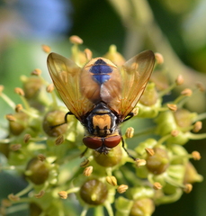 Phasia aurigera