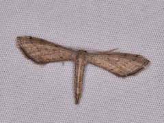 Euacidalia brownsvillea