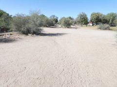 Aristida adscensionis