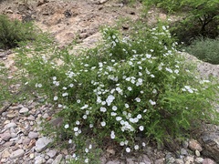 Jacquemontia pringlei