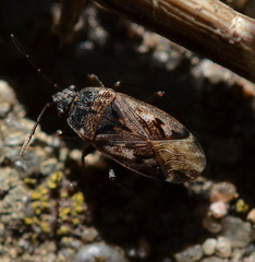 Sphragisticus nebulosus