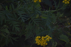 Tanacetum