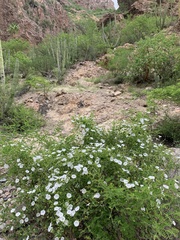 Jacquemontia pringlei