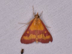 Pyrausta laticlavia