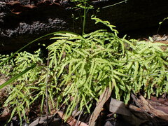 Gleichenia microphylla
