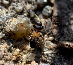 Ischnocoris hemipterus