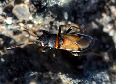 Ischnocoris hemipterus