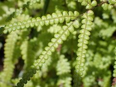 Gleichenia microphylla