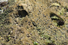 Siphonaria