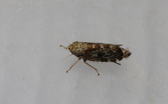Errastunus ocellaris