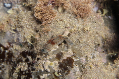 Coscinasterias muricata