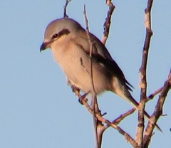 Lanius borealis