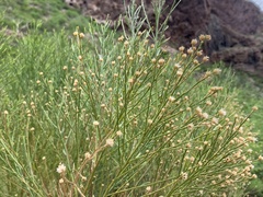 Baccharis sarothroides