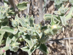 Mesembryanthemum crystallinum