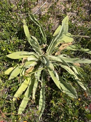 Verbascum phlomoides