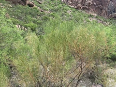 Baccharis sarothroides