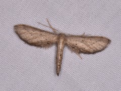 Euacidalia brownsvillea