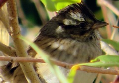 Spizelloides arborea