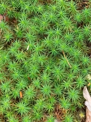 Polytrichum