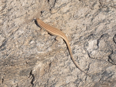 Western Rock Skink photo 5