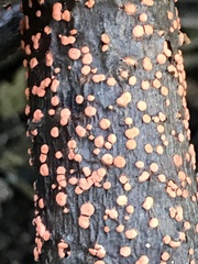 Nectria