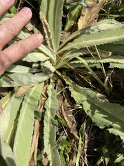 Verbascum phlomoides