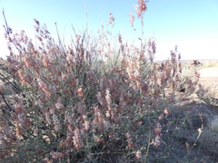 Dyerophytum africanum