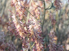 Dyerophytum africanum