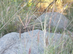 Dichanthium annulatum papillosum