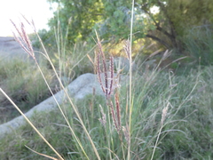 Dichanthium annulatum papillosum