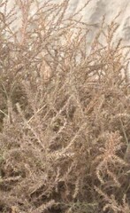 Salsola kali