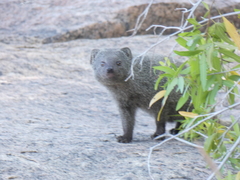 Herpestes pulverulentus