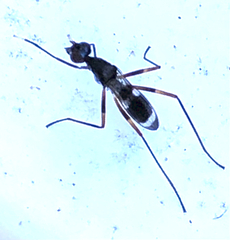 Taeniaptera trivittata