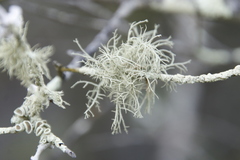 Usnea