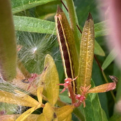 Trichordestra legitima