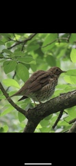 Turdus philomelos