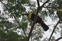 Ramphastos ambiguus