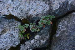 Potentilla villosa