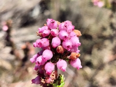 Erica subulata