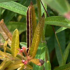 Trichordestra legitima