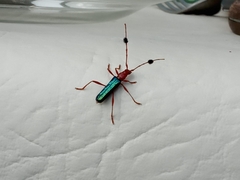 Paromoeocerus barbicornis