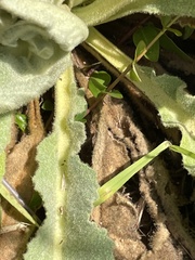 Verbascum phlomoides