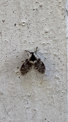 Lepiseodina conspicua