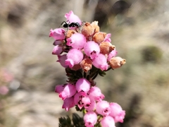 Erica subulata