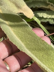 Verbascum phlomoides