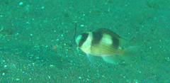 Amblypomacentrus breviceps
