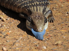 Tiliqua scincoides