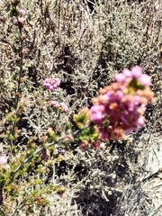 Erica subulata