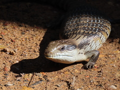 Tiliqua scincoides