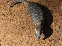 Tiliqua scincoides